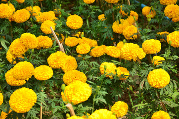 Tagetes erecta L or Marigold Flower