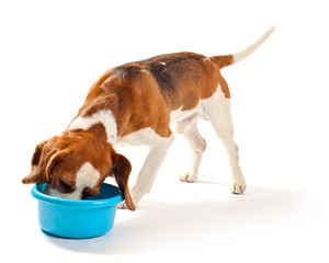 beagle  on white