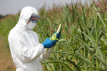 GMO,profesional in uniform examining corn cob on field - obrazy, fototapety, plakaty