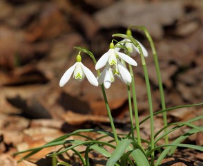 Snowdrops