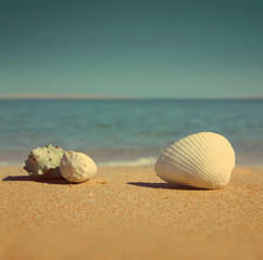 Fototapeta na wymiar seashells on beach - vintage retro style
