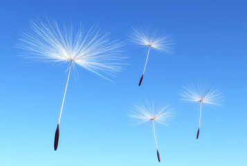 Florets of dandelion