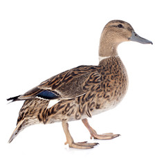 Fototapeta premium female duck