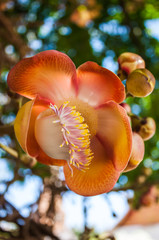 Cannonball flower