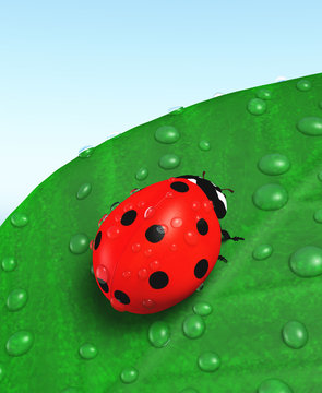 Ladybird and leaf covered with dew