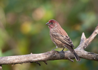House Finch