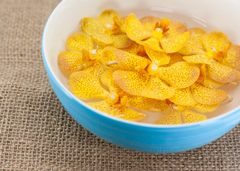 beautiful yellow orchid isolated on white