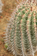 Close up of globe shaped cactus with long thorns