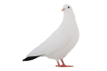 Fototapeta na wymiar white dove
