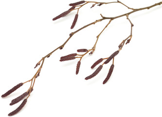alder male catkins