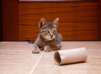 Kitten playing with a cardboard toilet paper roll