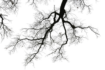 Leafless branches