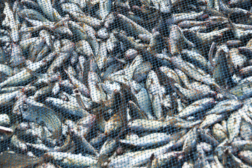 Fish nets