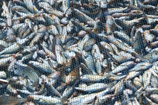 Fish nets Stock Photo