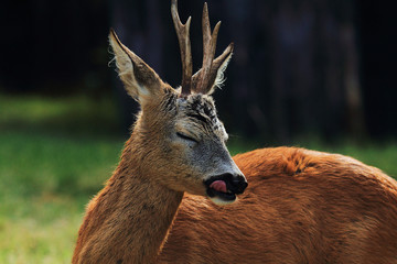 capriolo parco dell'orecchiella toscana © francescodemarco