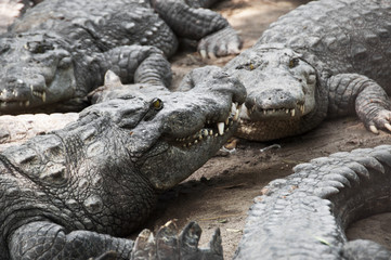 Crocodiles