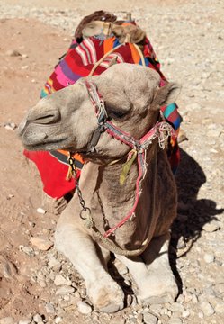 Arabian Dromedary Camel
