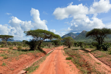 Fototapeta premium Rewolucjonistki zmielona droga, krzak z sawanną. Tsavo West, Kenia, Afryka