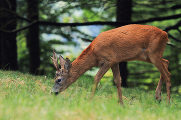 capriolo parco dell'orecchiella toscana