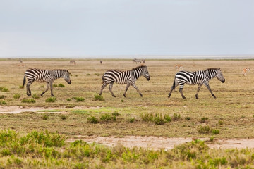 Fototapeta na wymiar Zebras herd on African savanna