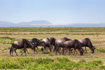 Naklejka na ściany i meble Wildebeests herd, Gnu on African savanna