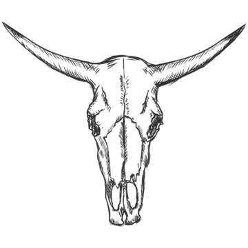 vector sketch illustration - old  cow skull