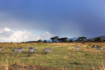 Zebras herd on African savanna.