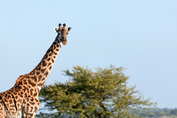 Giraffe on savanna. Safari in Serengeti, Tanzania, Africa
