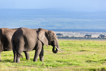 Naklejka na ściany i meble Elephants herd on savanna. Safari in Amboseli, Kenya, Africa
