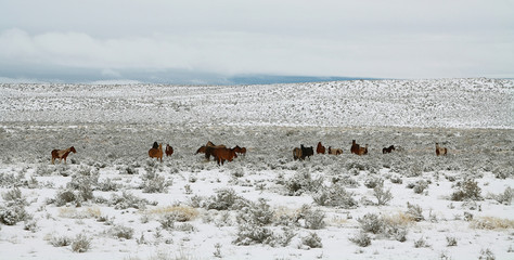 Horses grazing in a winter day in Arizona