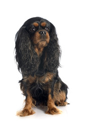 cavalier king charles