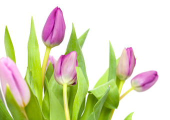 lilac tulips