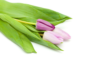 Fototapeta premium lilac tulips