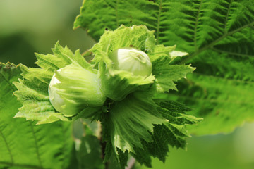 Hazelnuts on the branch