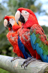 Caribbean parrots
