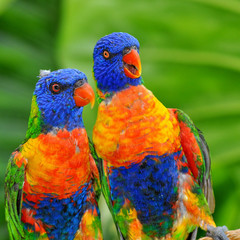 Brightly colored rainbow lorikeet