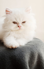 Fluffy white Persian kitten