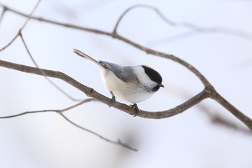 Fototapeta premium コガラ