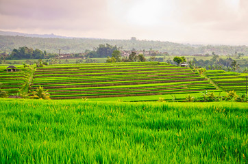 Bali - Jati Luwih Rice Terraces