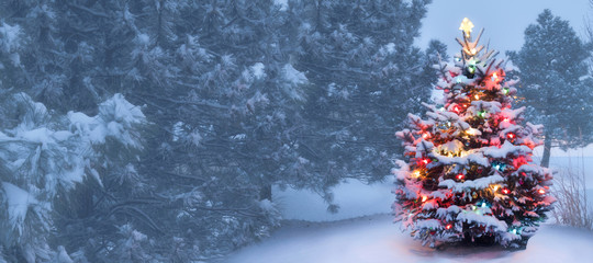 This Tree Glows Brightly On Snow Covered Christmas Morning