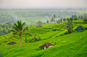 Bali - Jati Luwih Rice Terraces