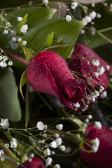 water drops on roses