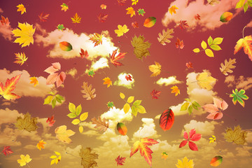 Collage of tree leaves on sky background