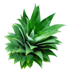 Pineapples leaves on a white background