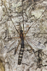 Cranefly, Dictenidia bimaculata on wood, macro photo