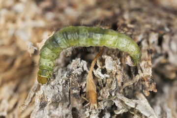 Green larva crawling