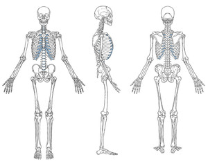 Human Skeleton Anatomy Black and White