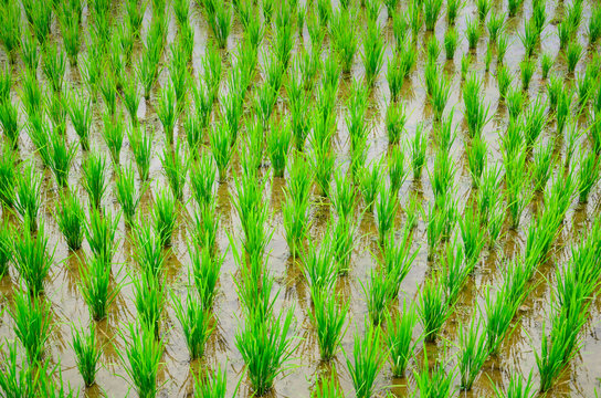 Bali - Jati Luwih Rice Terraces