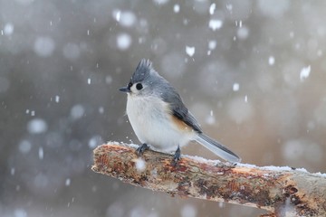 Titmouse in Snow