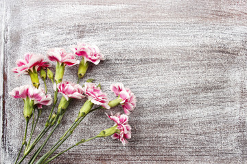 Pink carnation flowers isolated on wooden background